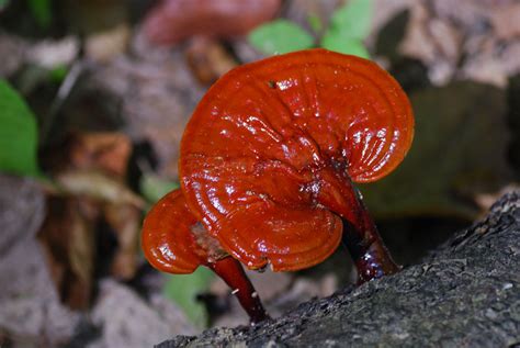 Reishi Mushrooms Ganoderma Species Photo Red Slough Wma Photos At