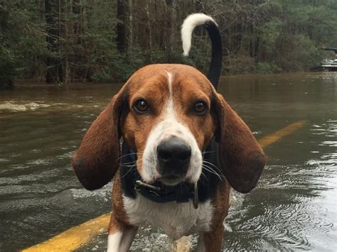 Sabine River Flooding Breaks Records And Causes Evacuations