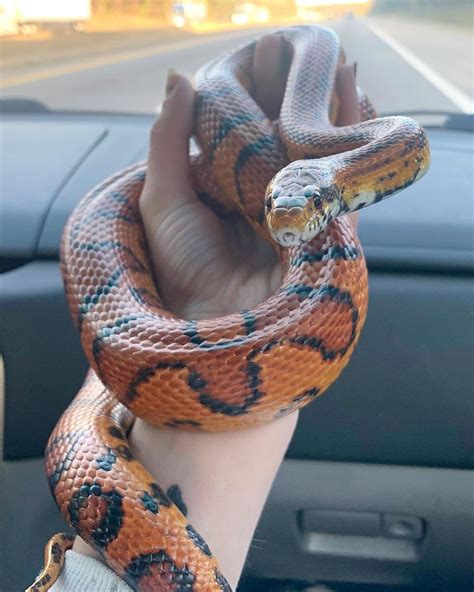 Start by setting up a. Terrific No Cost Snake Pet hognose Tips