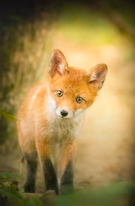 Pin By Aasthax On My Pins Animals Fox