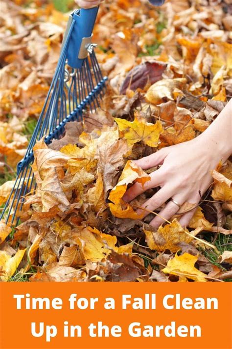 Time For A Fall Clean Up In The Garden Producing Your Own Food