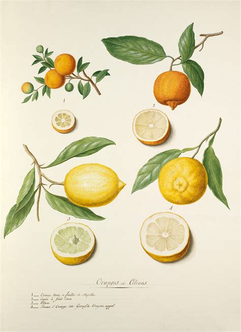 Oranges Et Citrons Ii Art Print By Pierre Francois Ledoulx King And Mcgaw