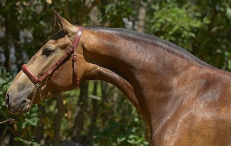 horse id  andalusian horse  sale