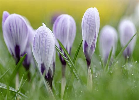 Hd Wallpaper Delicate Crocus Deco Arranged Bottles Blossoms