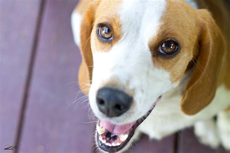 Smiling Beagle By Yoursparklingangel On Deviantart