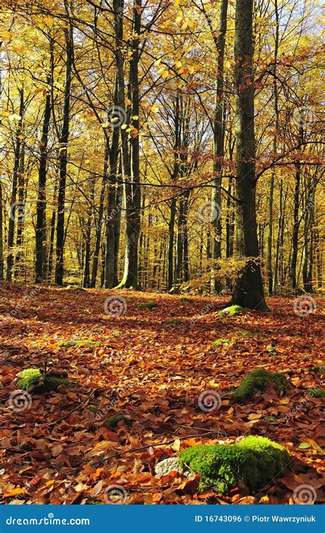 Gold Beech Forest Stock Photo Image Of Mist Misty Natural 16743096