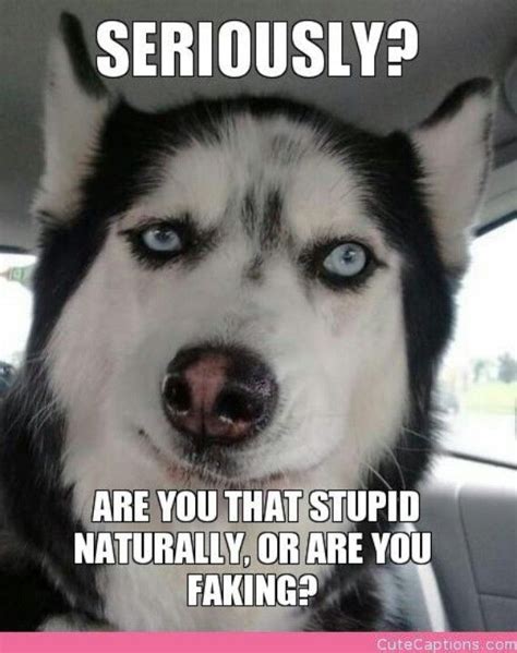 Seriously Husky Funny Husky Faces Funny Meme Pictures
