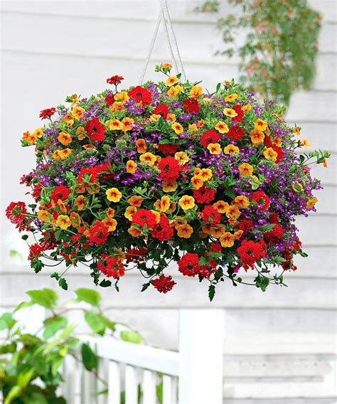 Best Plants For Hanging Baskets Ideas With Images