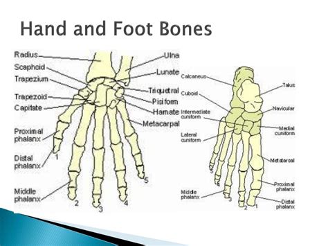 Ppt Muscular And Skeletal System Powerpoint Presentation
