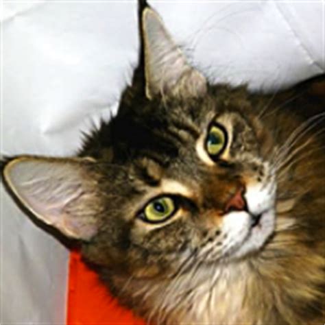 Tica does not endorse this cattery. Maine Coon Cat Rescue Ohio - Best Cat Wallpaper