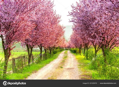 Springtime Landscape Sunny Day — Stock Photo © Somrastefan