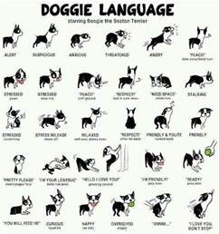 The One Way Youre Failing Your Dog Language Doggies And Dog Body