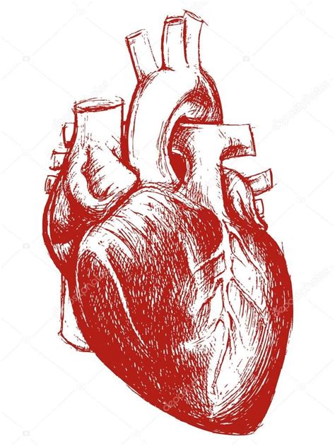 Resultado De Imagen Para Dibujo De Corazon Humano Human Heart Drawing