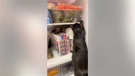 Cats Hide In Fridge Antics Leads Owner To Ask For Help In Viral Post