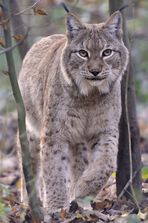 Orbited Eurasian Lynx Beautiful Cats Animals Wild