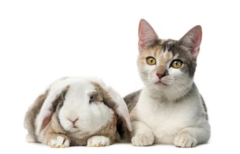 Did you scroll all this way to get facts about rabbit and cat? Can Cats and Rabbits Live Together? - Savvy Pet Care