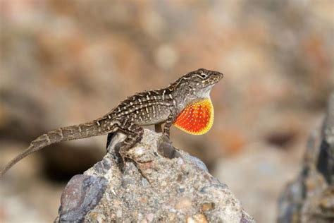 11 Lizards Found In Texas With Pictures Pet Keen