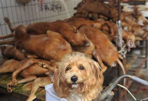 Chinese Dog Meat Festival In Which 10000 Hounds Are Slaughtered Will