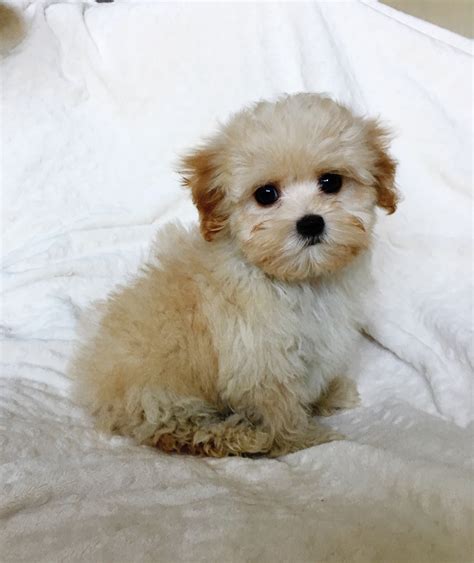 Maltipoo dogs for sale in california. Teacup Maltipoo Puppy for sale los angeles, ca | iHeartTeacups