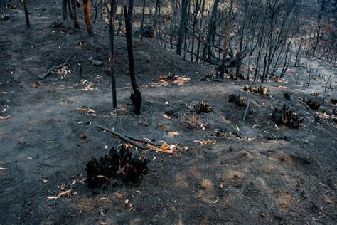 Australian Bushfire Aftermath Burnt Eucalyptus Trees Damaged By The