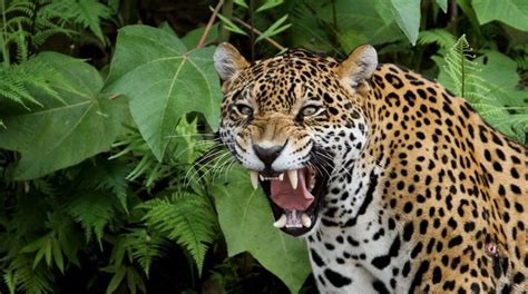 Oaxaca Crece La Depredación De Ganado Por Felinos Y Fauna Silvestre