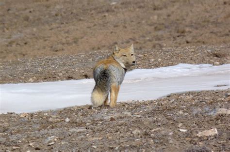 Tibetan Fox Silver Foxes Derpy Nature Animals Canine Species