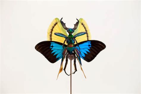 Cedric Laquieze Fairies 2014 Sculptures Insects