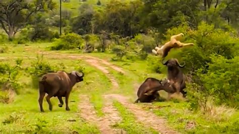 The Mother Buffalo Fights And Knocks The Lion Out To Save The Baby
