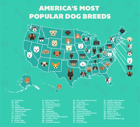 Most Popular Dog Breed In Every State All On One Map