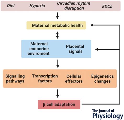 Pregnancy‐induced Changes In β‐cell Function What Are The Key Players