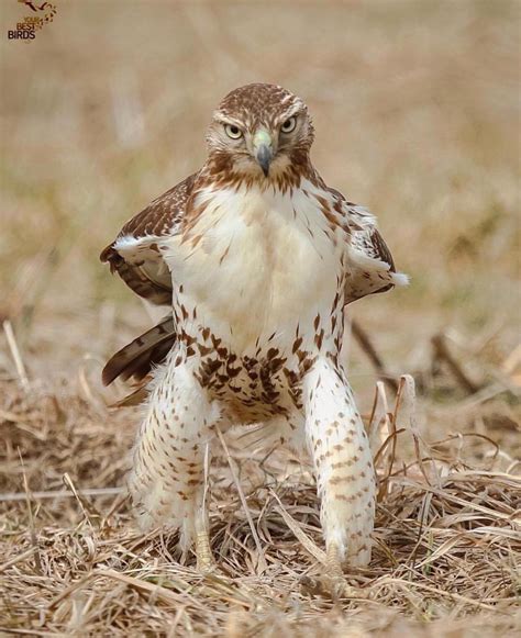 Juvenile Red Tailed Hawk