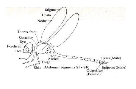 Do Dragonflies Bite Or Sting What Happens When It Bites You