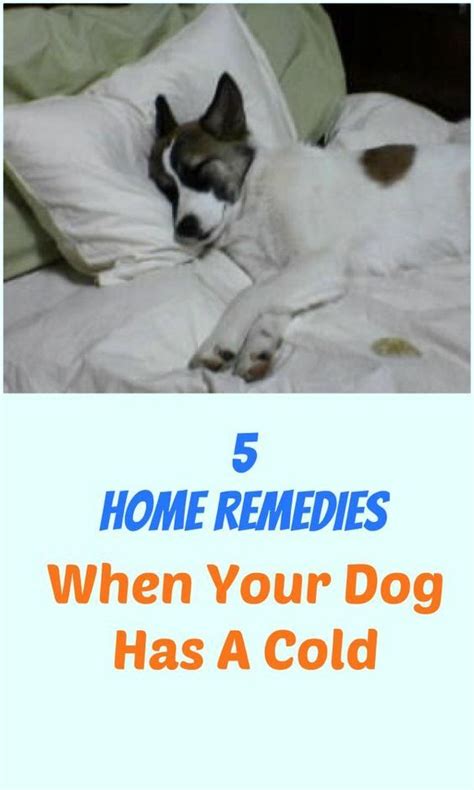5 Home Remedies For When Your Dog Has A Cold Dog Remedies Dog Cold
