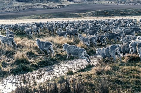New Zealand Sheep Farm Vol 1 On Behance