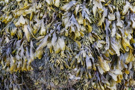 Detail And Closeup Of Beautiful Seaweed Stock Image Image Of Arctic