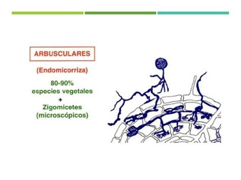 micorriza arbuscular