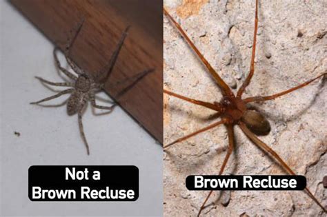 How Identify Brown Recluse Spider Images And Photos Finder