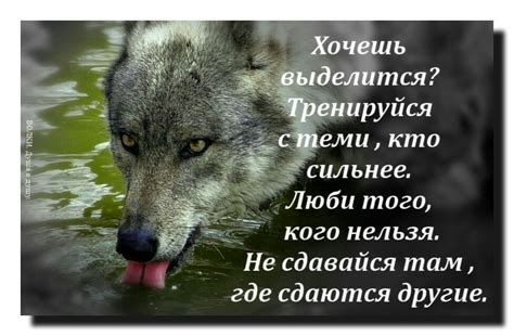 Пин от пользователя Ольга Бушуева на доске Статусы про волков Волк