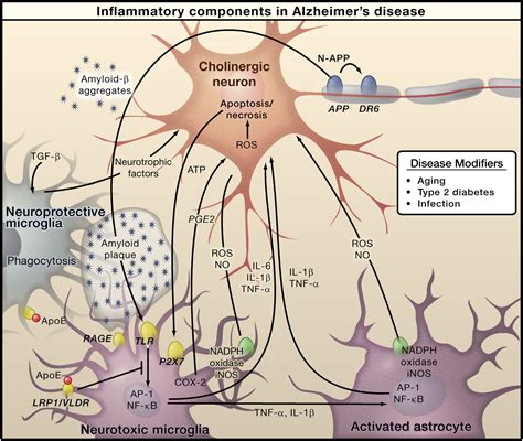 Mechanisms Underlying Inflammation In Neurodegeneration Cell