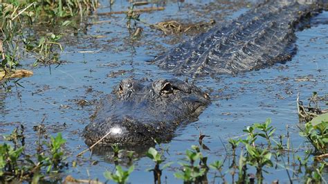 Mississippi Alligator Hunting Season To Open In August