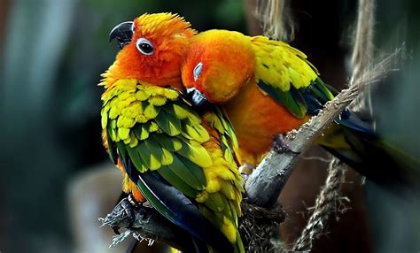 Best Pics Store Top 20 Cute Birds Hd Wallpapers For Pc And Laptop