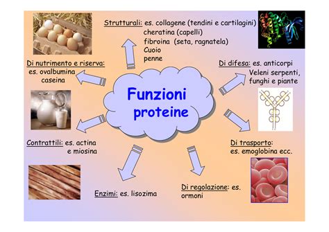 Cosa Sono I Carboidrati Biologia - Le proteine - Liceo Galvani