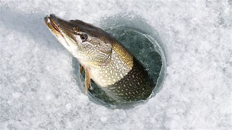 5 Things You Didnt Know About Deer Habitat Fish Pike Fish Recipes