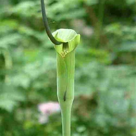 1 large arisaema tuber botanical name: Arisaema tortuosum - Kwekerij Pieters Planten