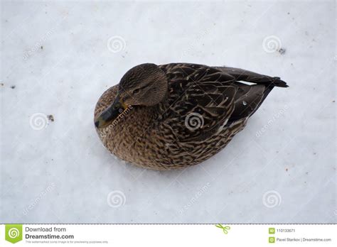 Female Ducks Covered With Snow Stock Image Image Of Female Central