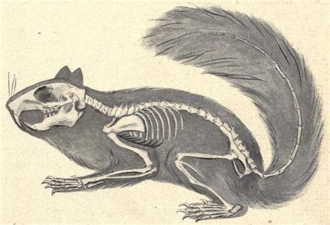 Skeleton Of The Squirrel Showing Its Relation To Biomedical