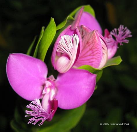 Plantfiles Pictures Polygala Hybrid Milkwort Sweet Pea Shrub