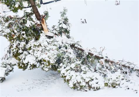 How To Prevent Winter Tree Damage Fiddlers Green Landscaping Inc