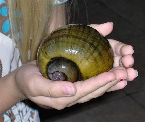 Big Invasive Snails Are Driving Birds Of Prey To Get Bigger Ars
