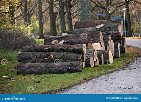 Piles Of Freshly Cut Down Tree Trunks Stock Photo Image Of Natural